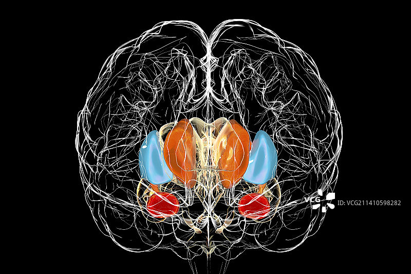 大脑中的背侧纹状体，图示图片素材