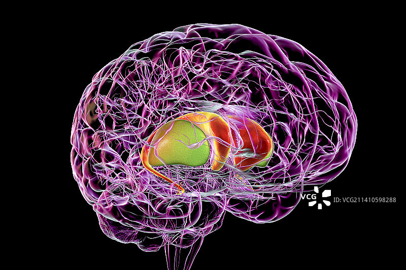 大脑中的背侧纹状体，图示图片素材