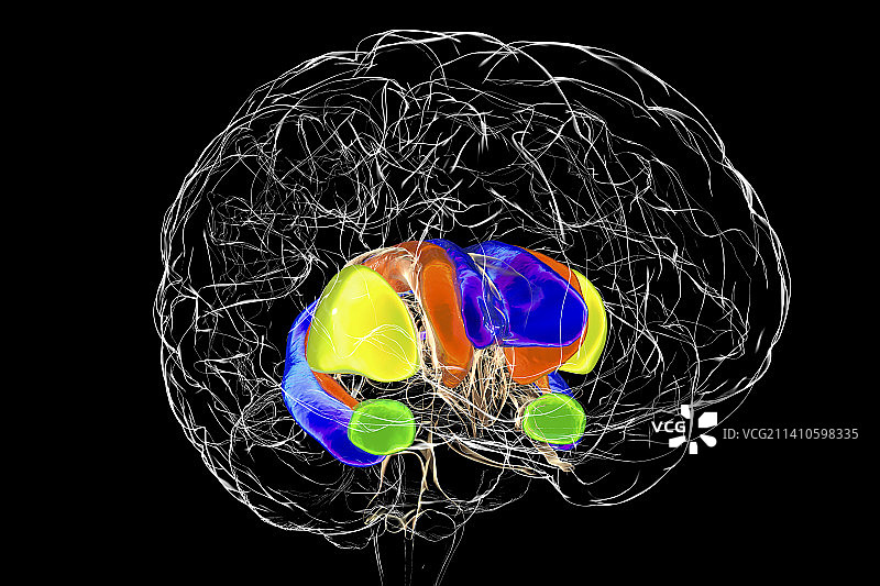 大脑中的背侧纹状体，图示图片素材