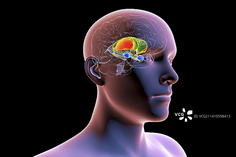 背侧纹状体，图示图片素材