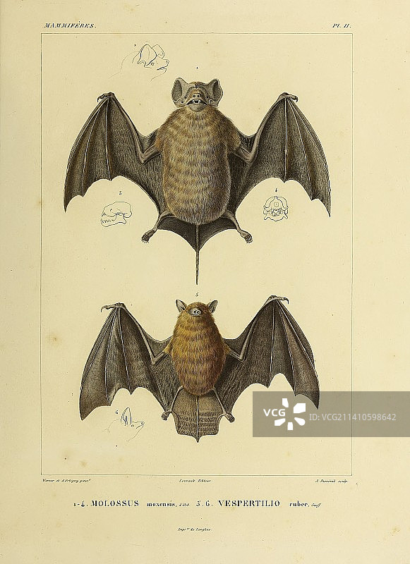 水果蝙蝠插画图片素材