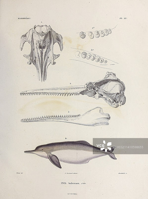 玻利维亚河豚插画图片素材
