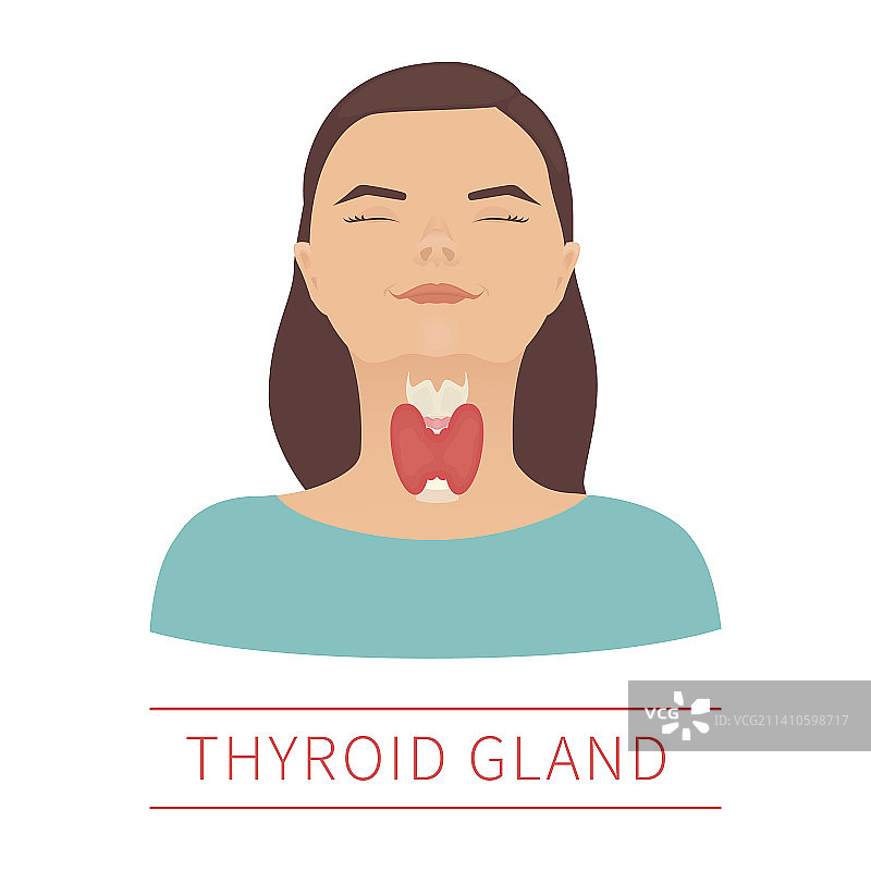 甲状腺，插图图片素材