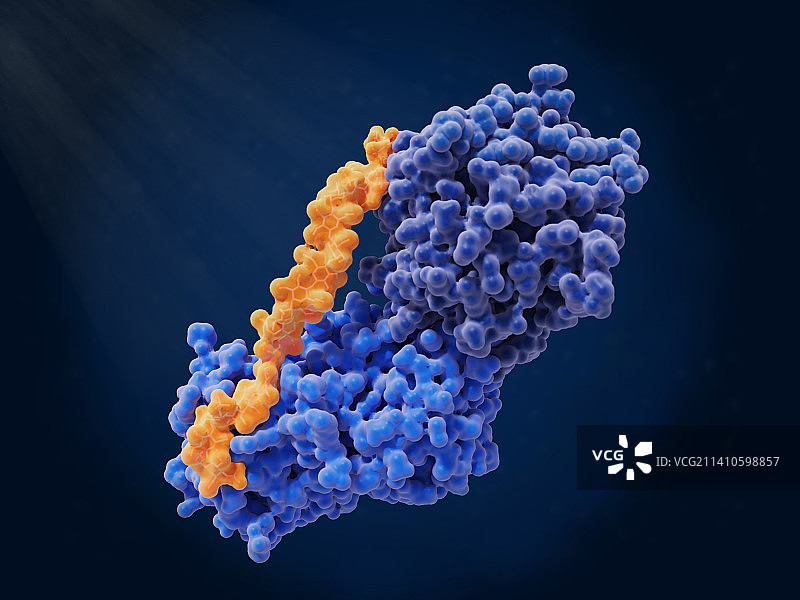 肝素、抗凝血酶和凝血酶复合物分子模型图片素材