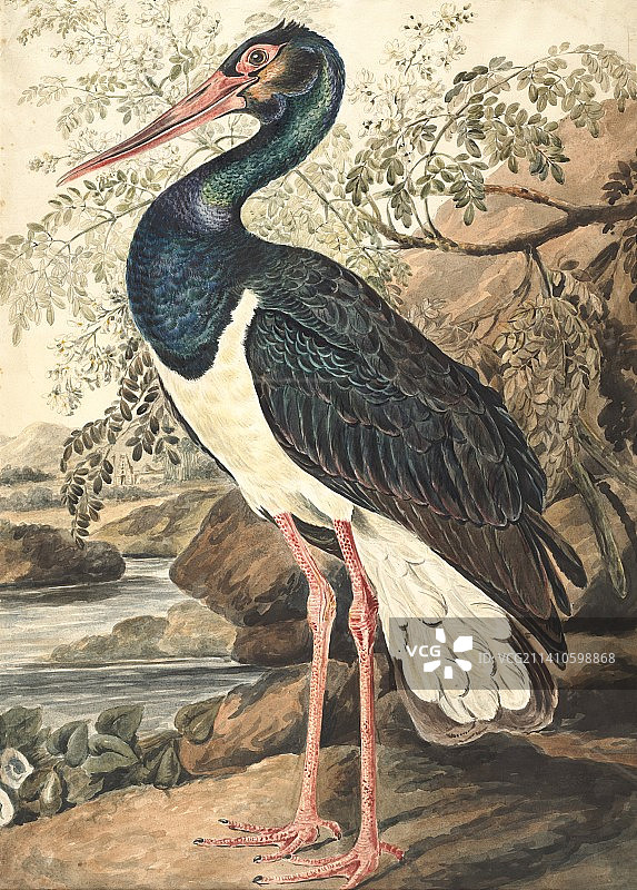 黑鹳，18世纪的插图图片素材