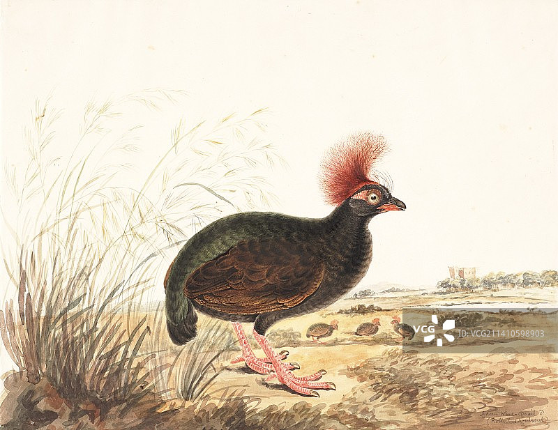 凤头鹧鸪，18世纪插图图片素材