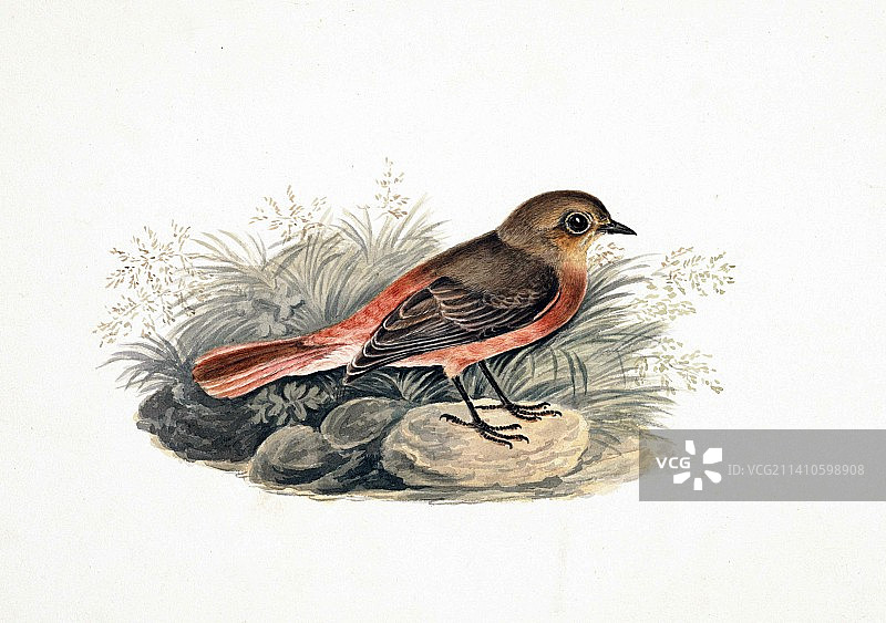 18世纪克什米尔的黑红尾鸲插图图片素材