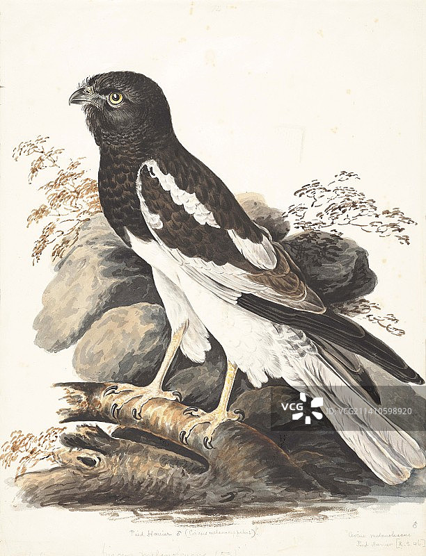 18世纪花斑鹞插画图片素材