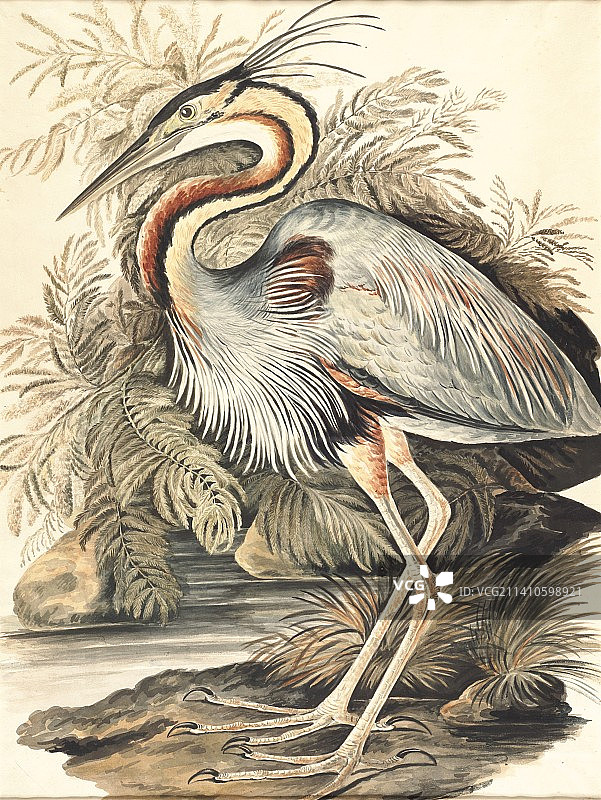18世纪紫鹭插画图片素材