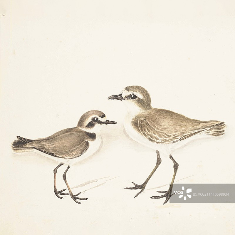 丹氏矶鹬和小矶鹬，18世纪插图图片素材