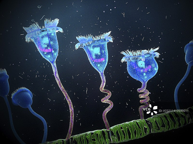 附着在藻类上的钟虫图片素材