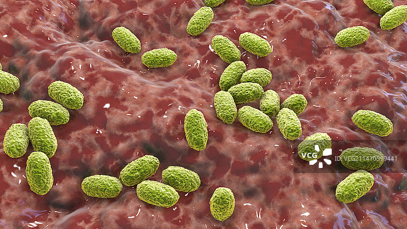 百日咳博德特氏菌，图示图片素材