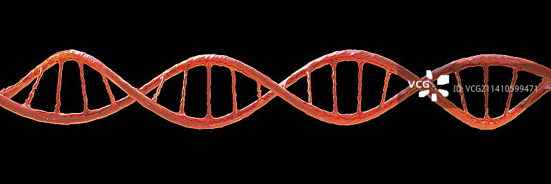 DNA分子，插图图片素材