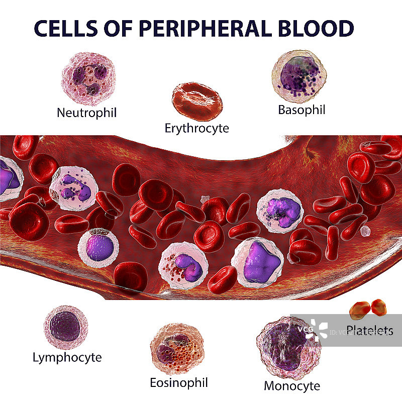 血细胞插图图片素材