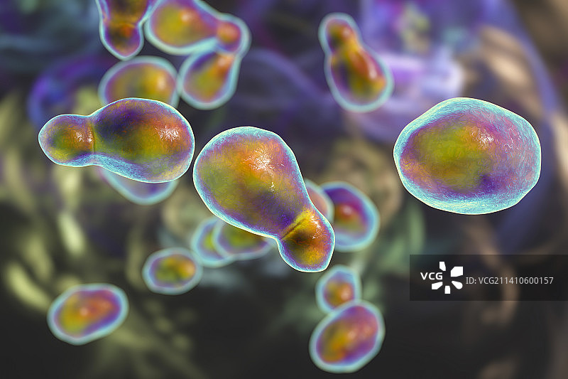 新型隐球菌插图图片素材