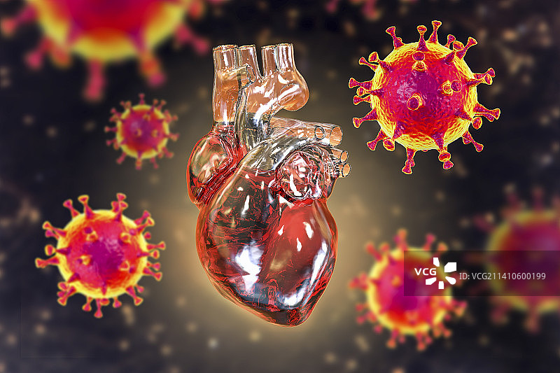 影响心脏的新冠病毒，图示图片素材