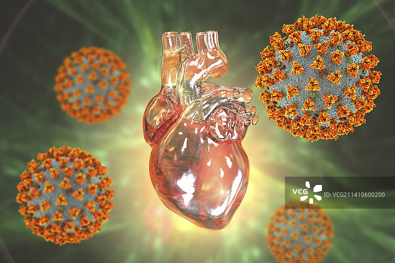 影响心脏的新冠病毒，图示图片素材