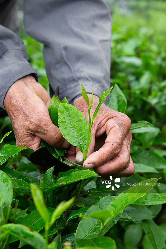 老人的手采茶特写图片素材