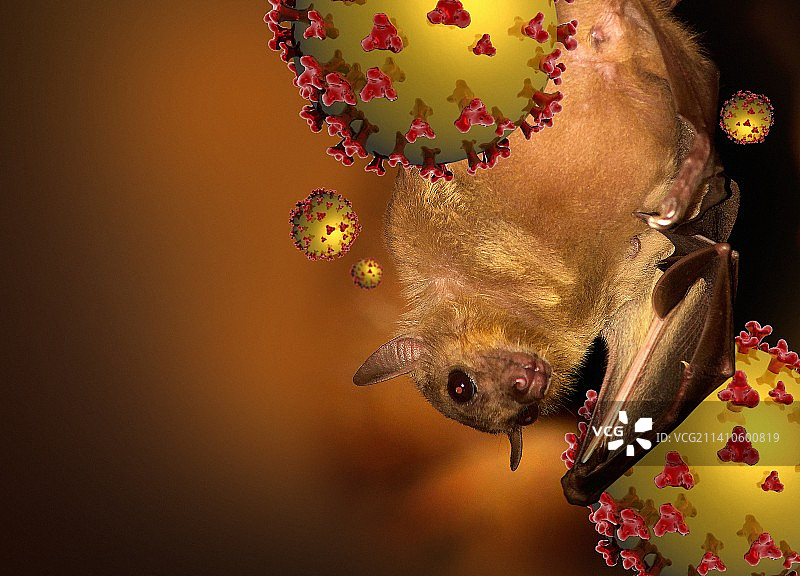果蝠和尼帕病毒颗粒，插图图片素材