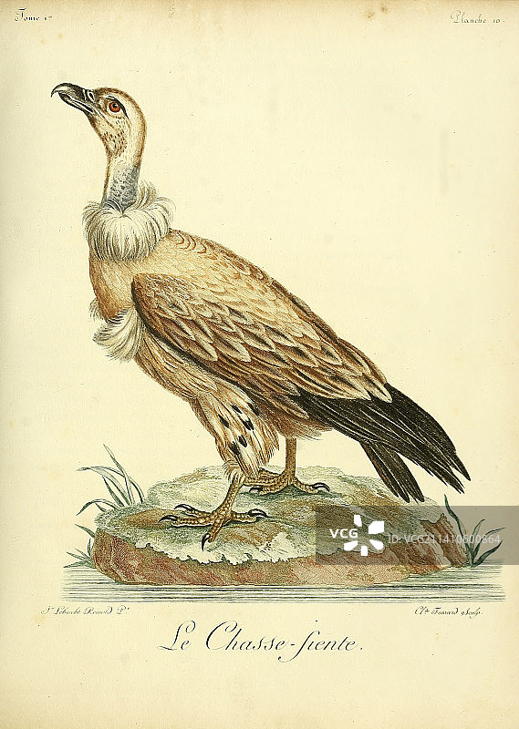 海角秃鹫，18世纪插图图片素材