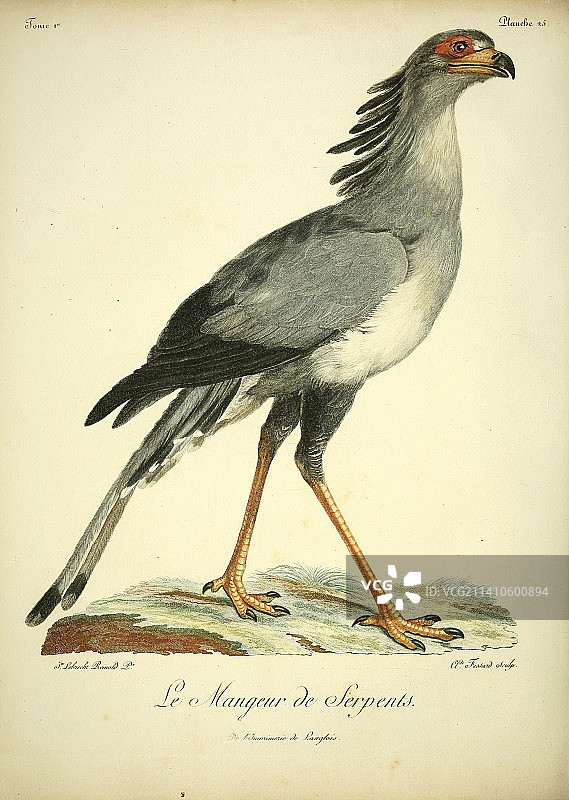 蛇鹫，18世纪插图图片素材