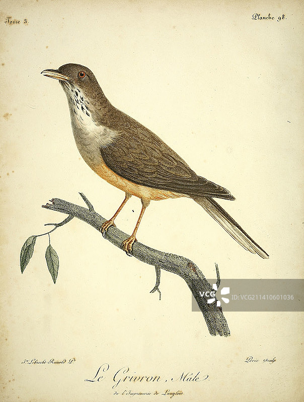 18世纪的画眉鸟插图图片素材