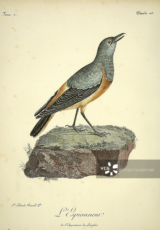 哨兵矶鸫，18世纪插画图片素材