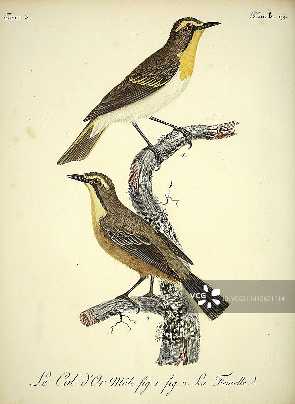 18世纪黄金饰品插画图片素材