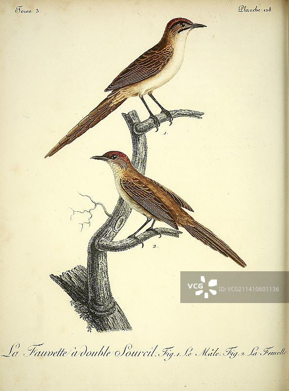 18世纪森莺插图图片素材