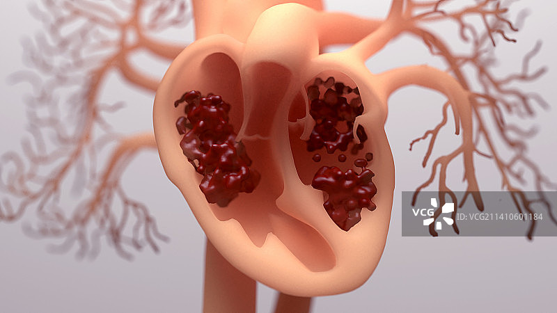 人类心脏的血液循环插图图片素材