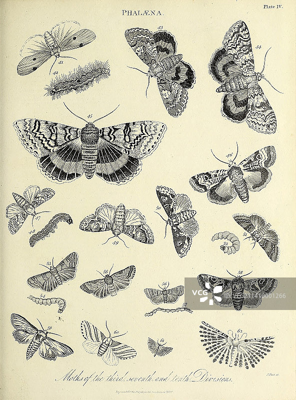19世纪的蛾子插图图片素材