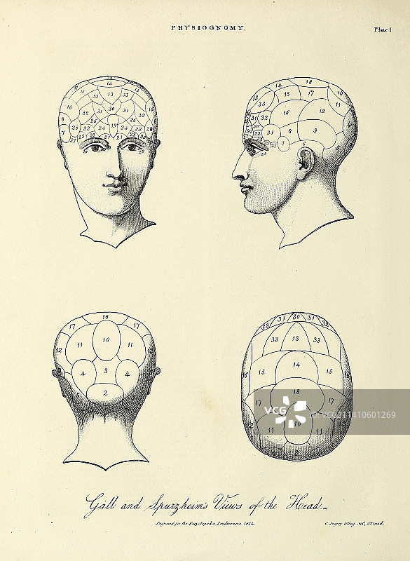 19世纪头部四视图插画图片素材