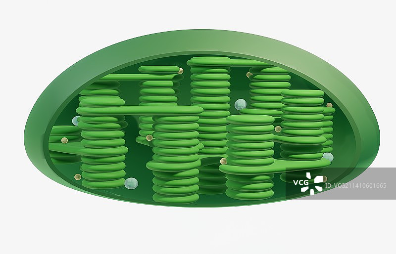 叶绿体，图示图片素材