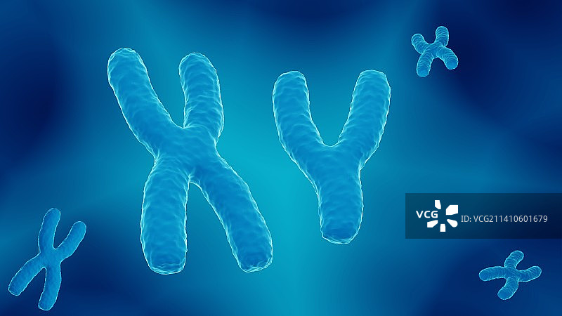 X和Y染色体，图示图片素材