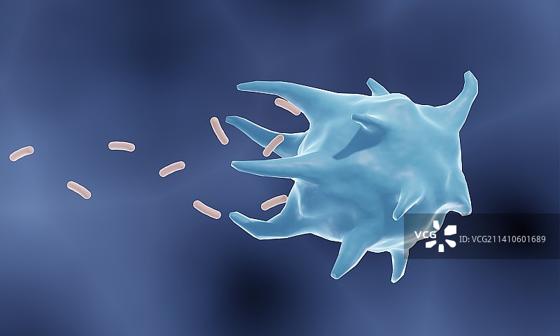 巨噬细胞吞噬作用插图图片素材