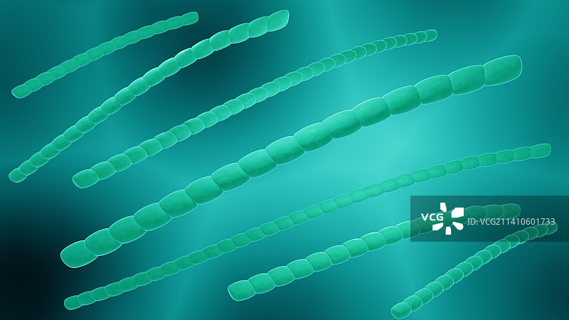 蓝藻插图图片素材