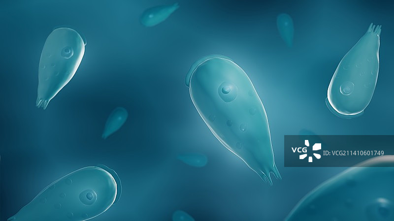 寄生阿米巴图示图片素材