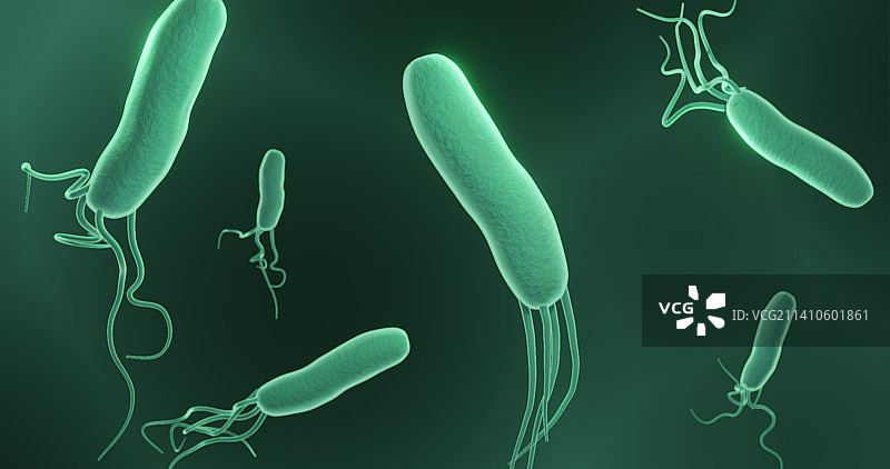 幽门螺杆菌，图示图片素材