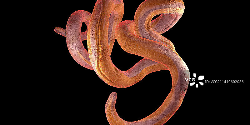 线虫，图示图片素材