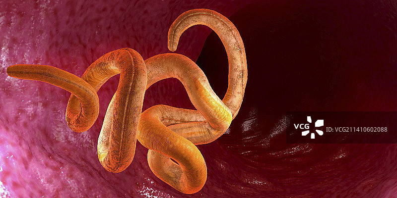线虫，图示图片素材