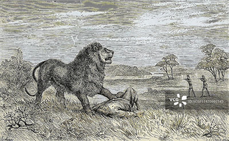 19世纪的狮子与基督教土著插画图片素材