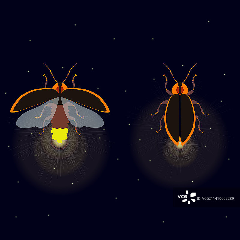 萤火虫昆虫概念插画图片素材