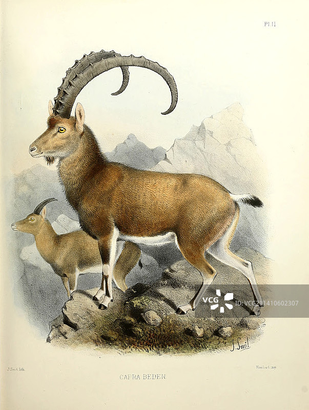 19世纪努比亚羱羊插图图片素材