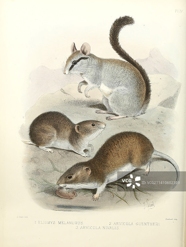 19世纪睡鼠和田鼠插图图片素材