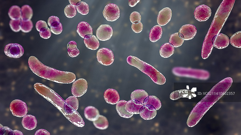 不同形状的细菌插图图片素材