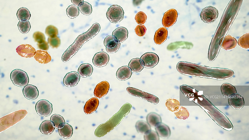 不同形状的细菌插图图片素材