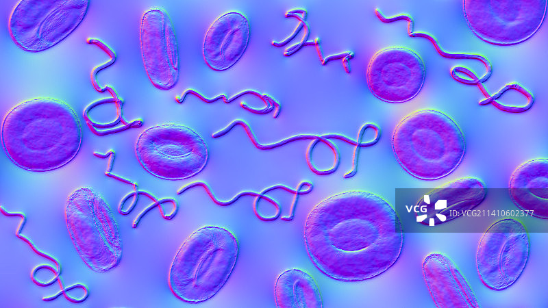 血液中的伯氏疏螺旋体细菌图片素材