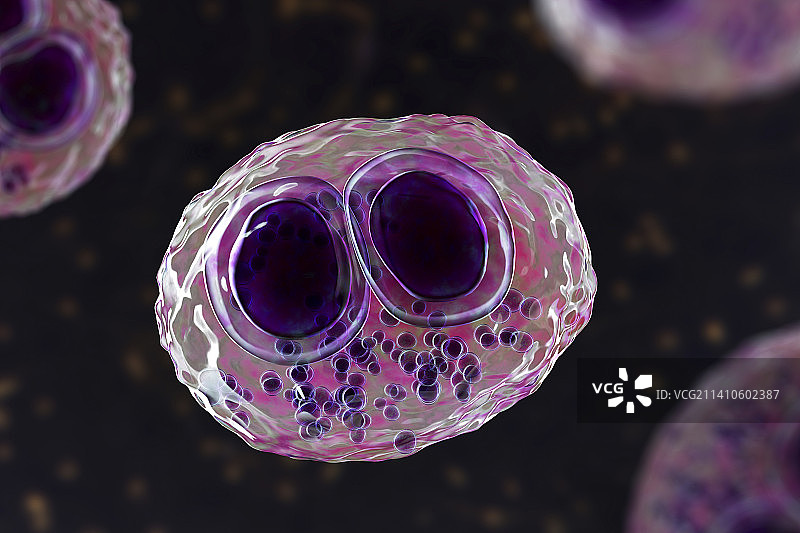 细胞中的人巨细胞病毒，图示图片素材