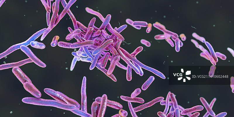 猪丹毒杆菌，图示图片素材