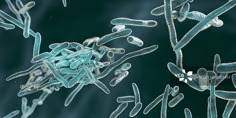 猪丹毒杆菌，图示图片素材